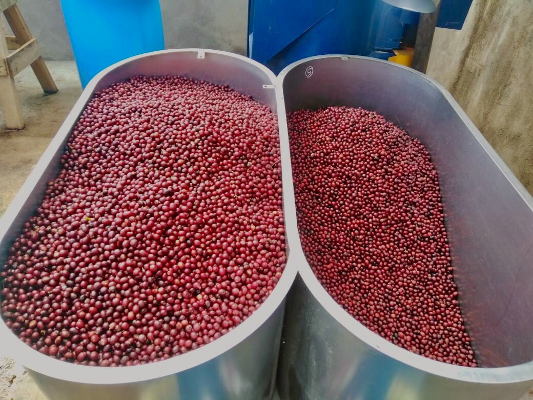 Image of Fresh picked cherry ready for phase 1 fermentation.