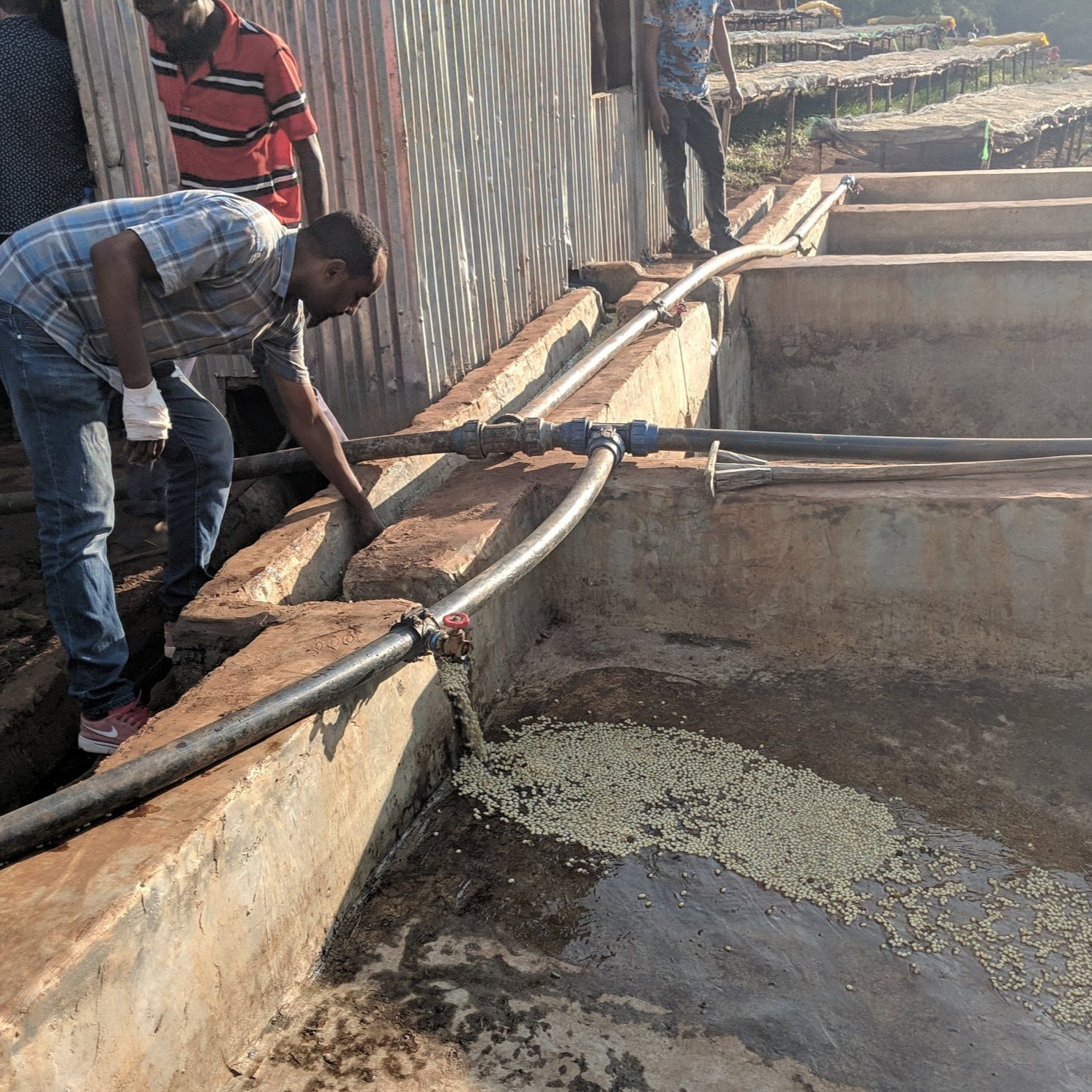 Mr. Shimekt Daba receiving the freshly de-pulped coffee into the fermentation tanks.