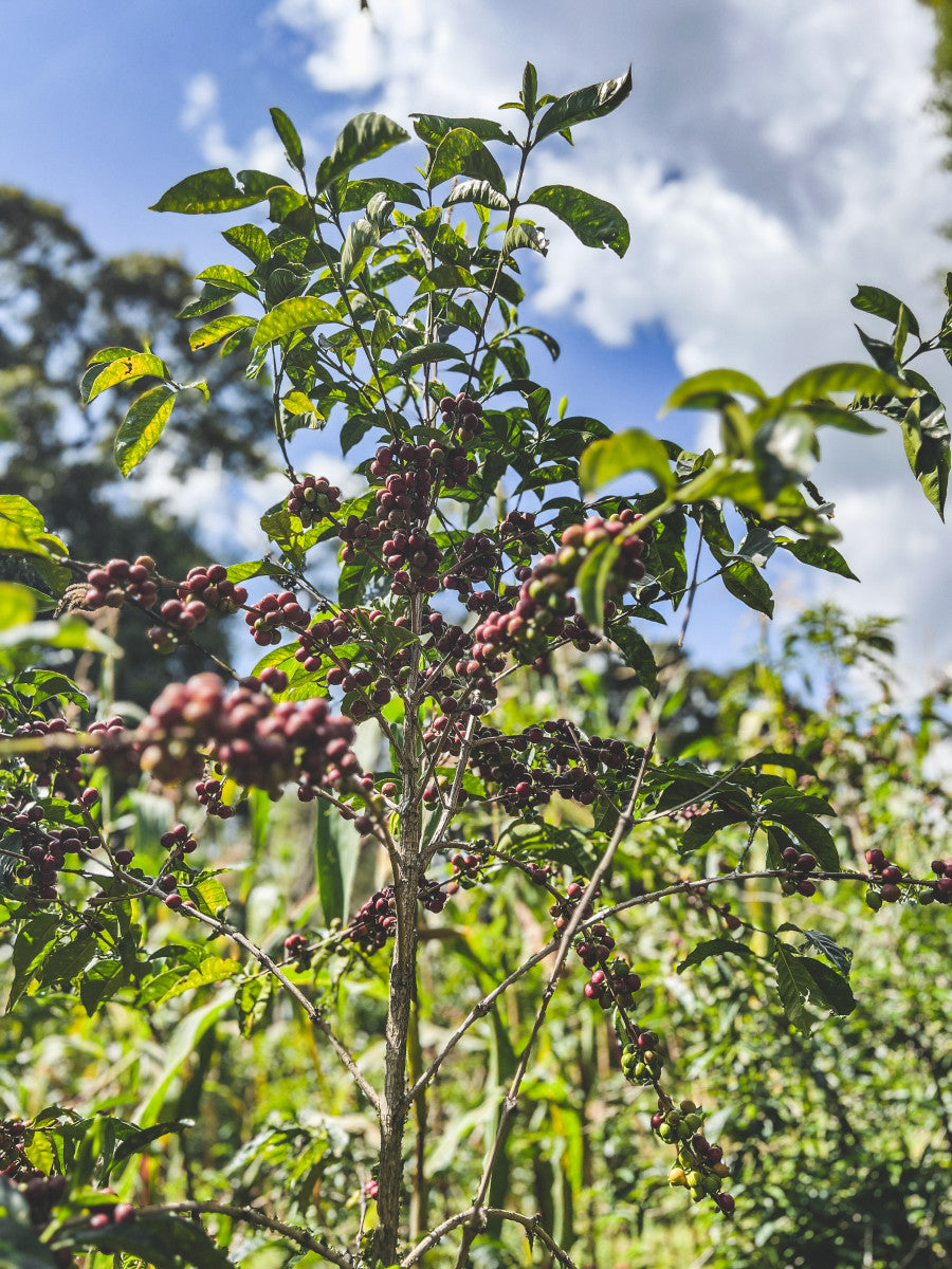 image of Laayyoo coffee trees