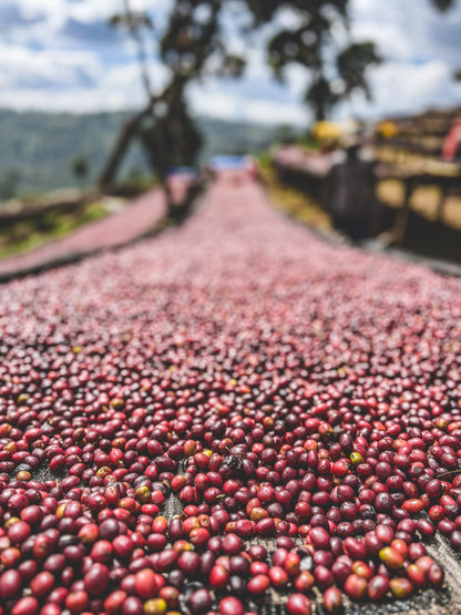 image of cherries drying