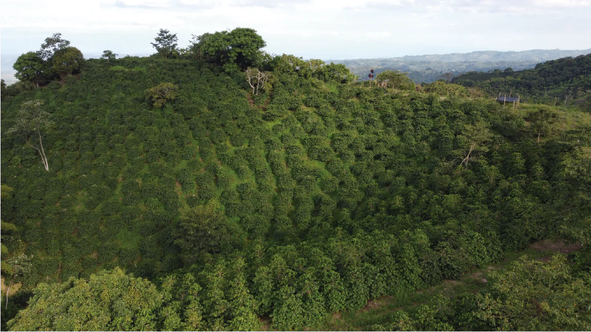 image of Huila coffee