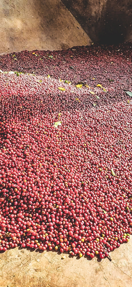 image of Chelbesa cherries