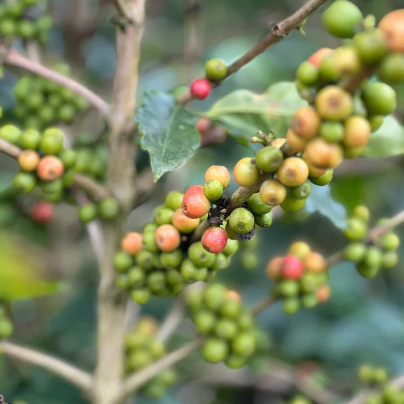 image of Pink Bourbon in Huila