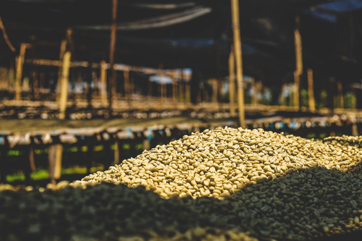 Pile of green coffee beans drying with a blurred background