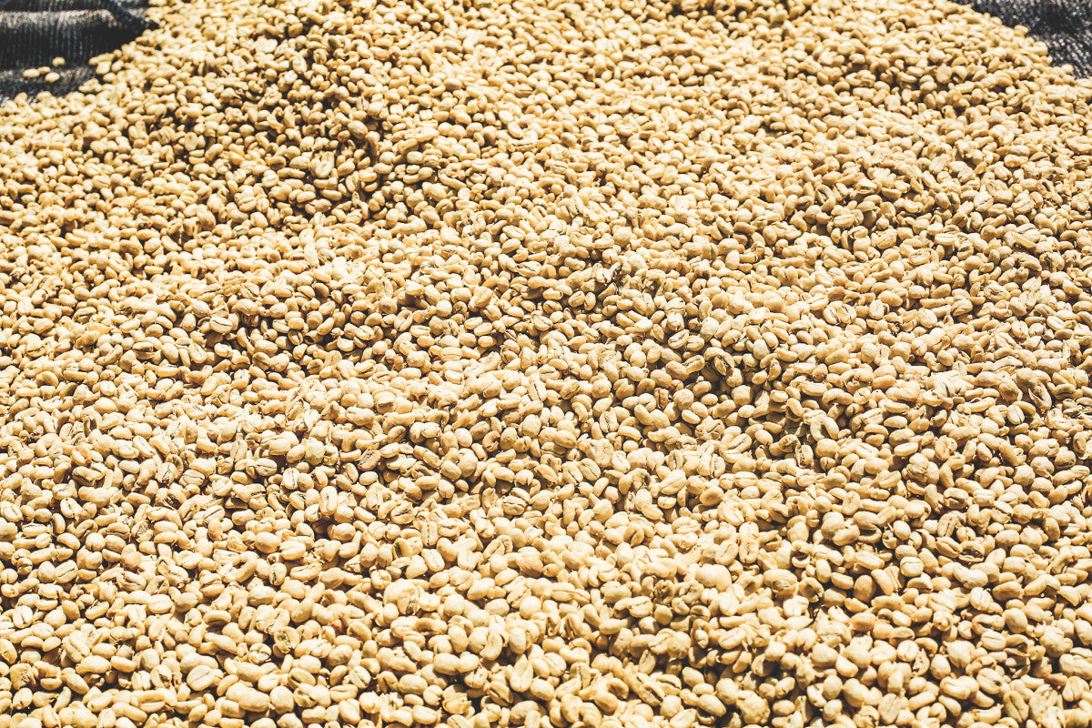 Close-up of a pile of green coffee drying in the sun