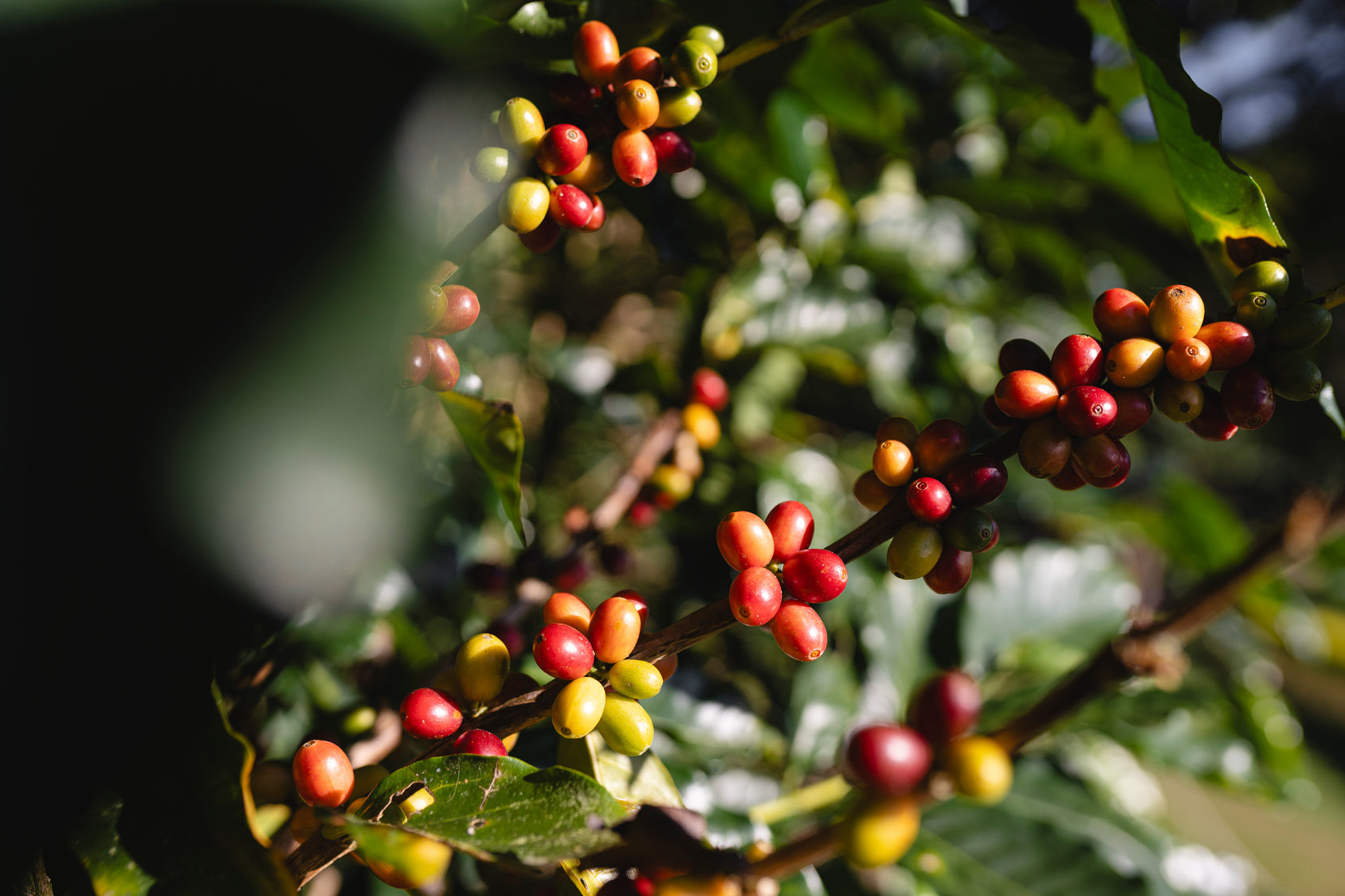 Close-up of ripe coffee cherries on the branch, showcasing the origin of Backyard Beans coffee.
