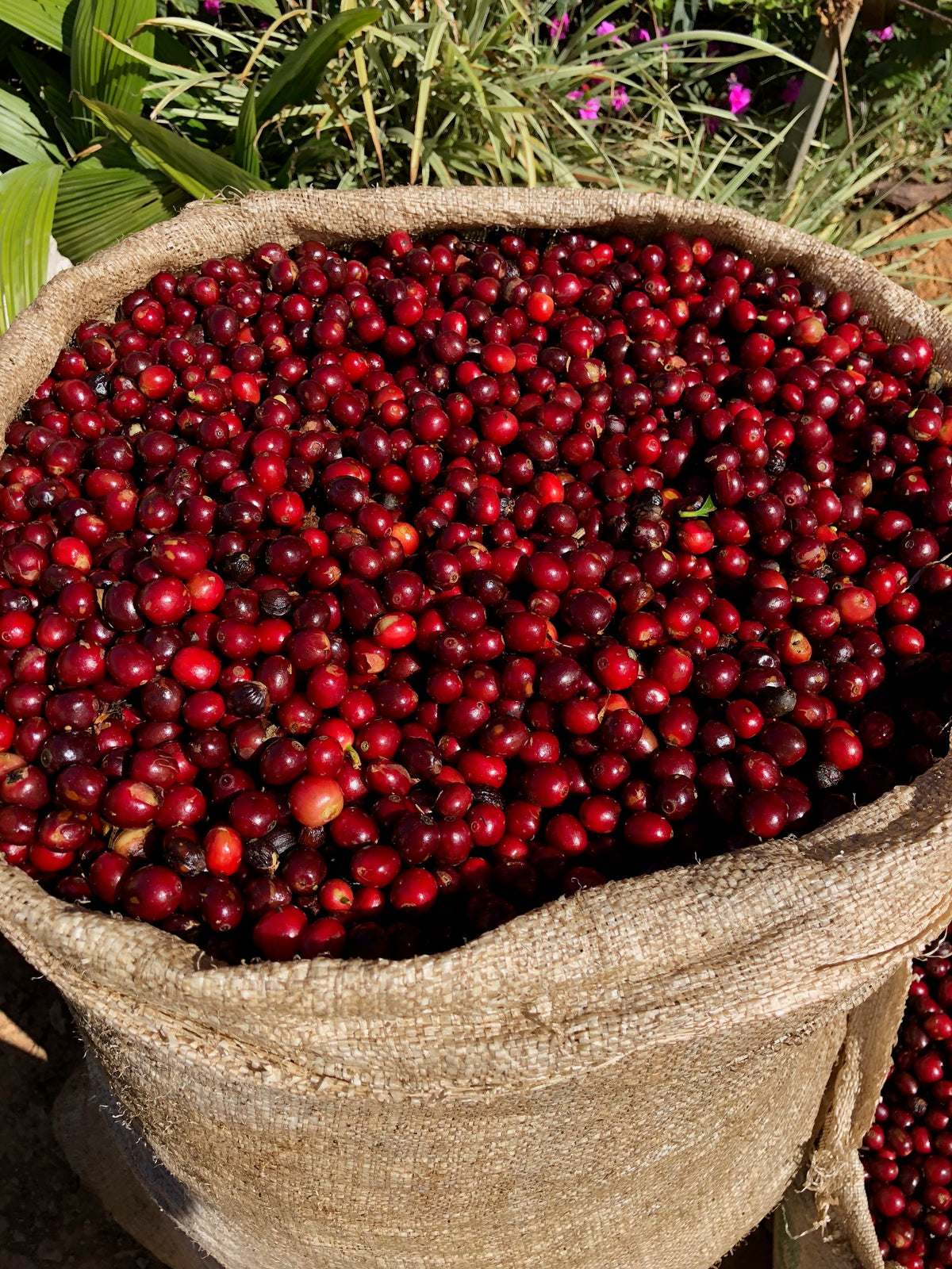 Image of Costa Rica Dota coffee cherries