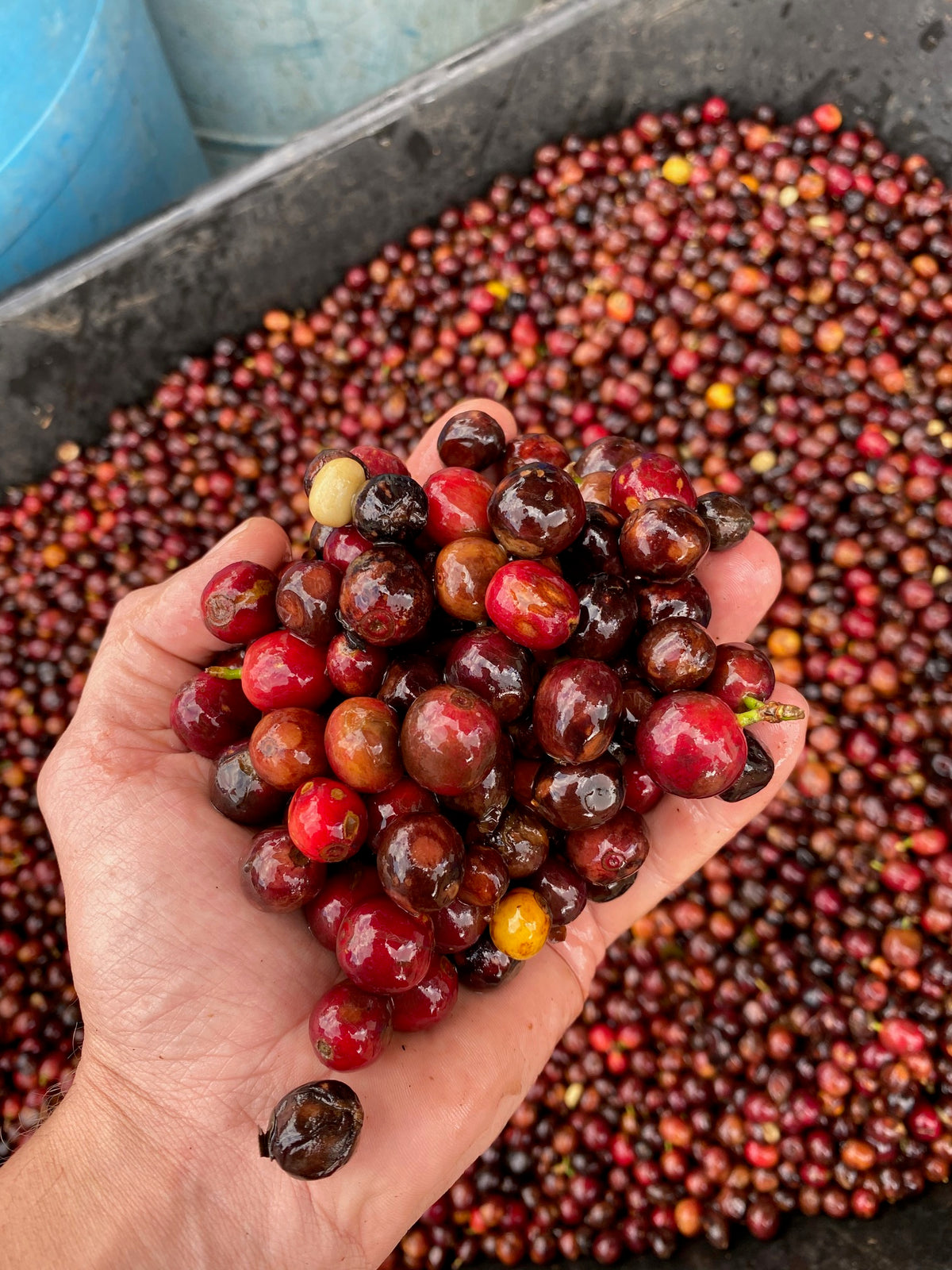 Image of hand holding red coffee cherries
