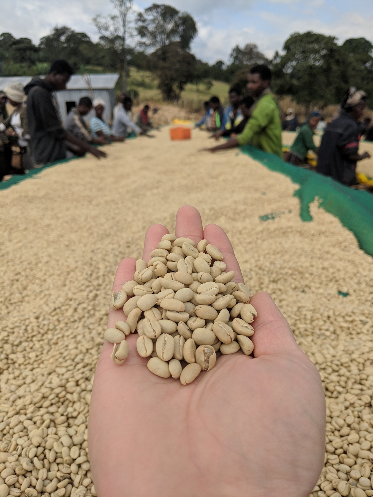 Image of hand holding green coffee beans in Ethiopia.