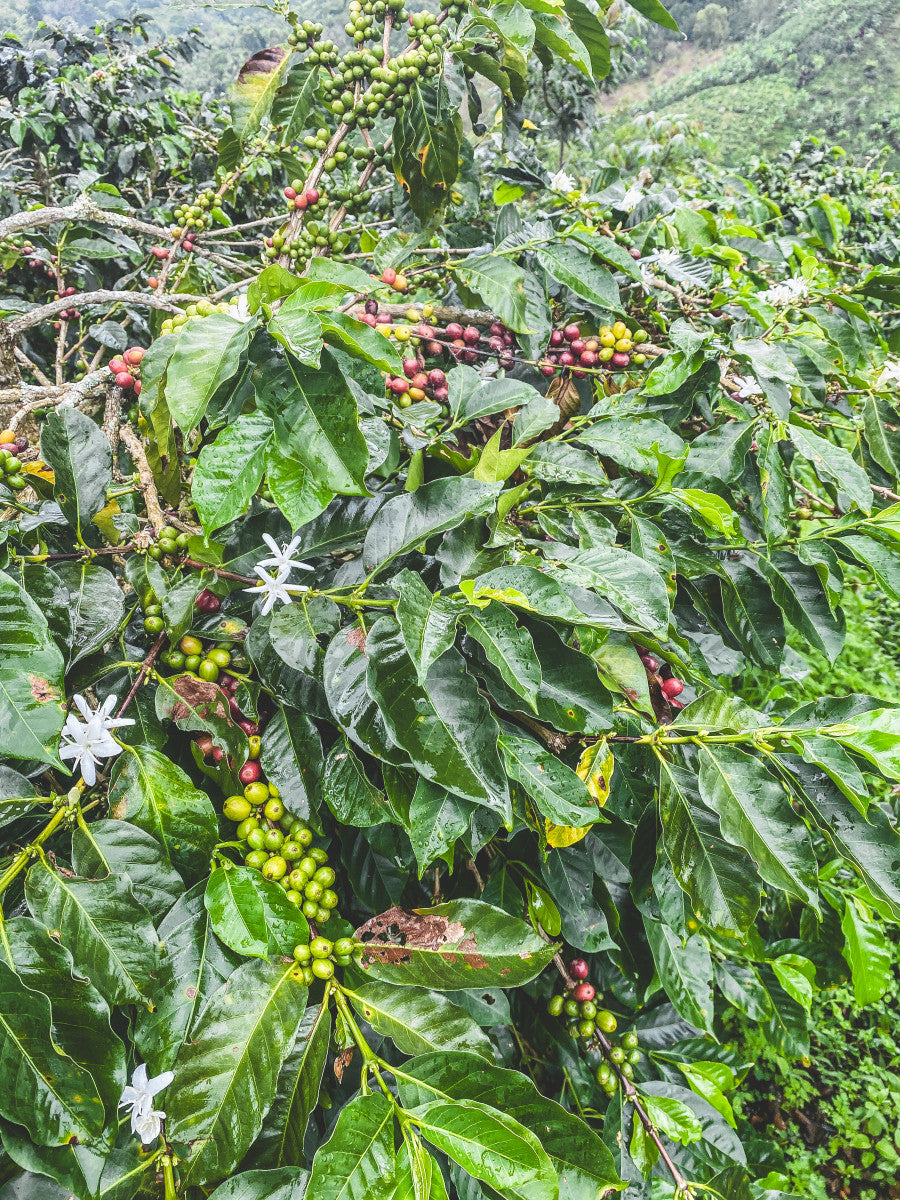 image of coffee trees at El Corozal