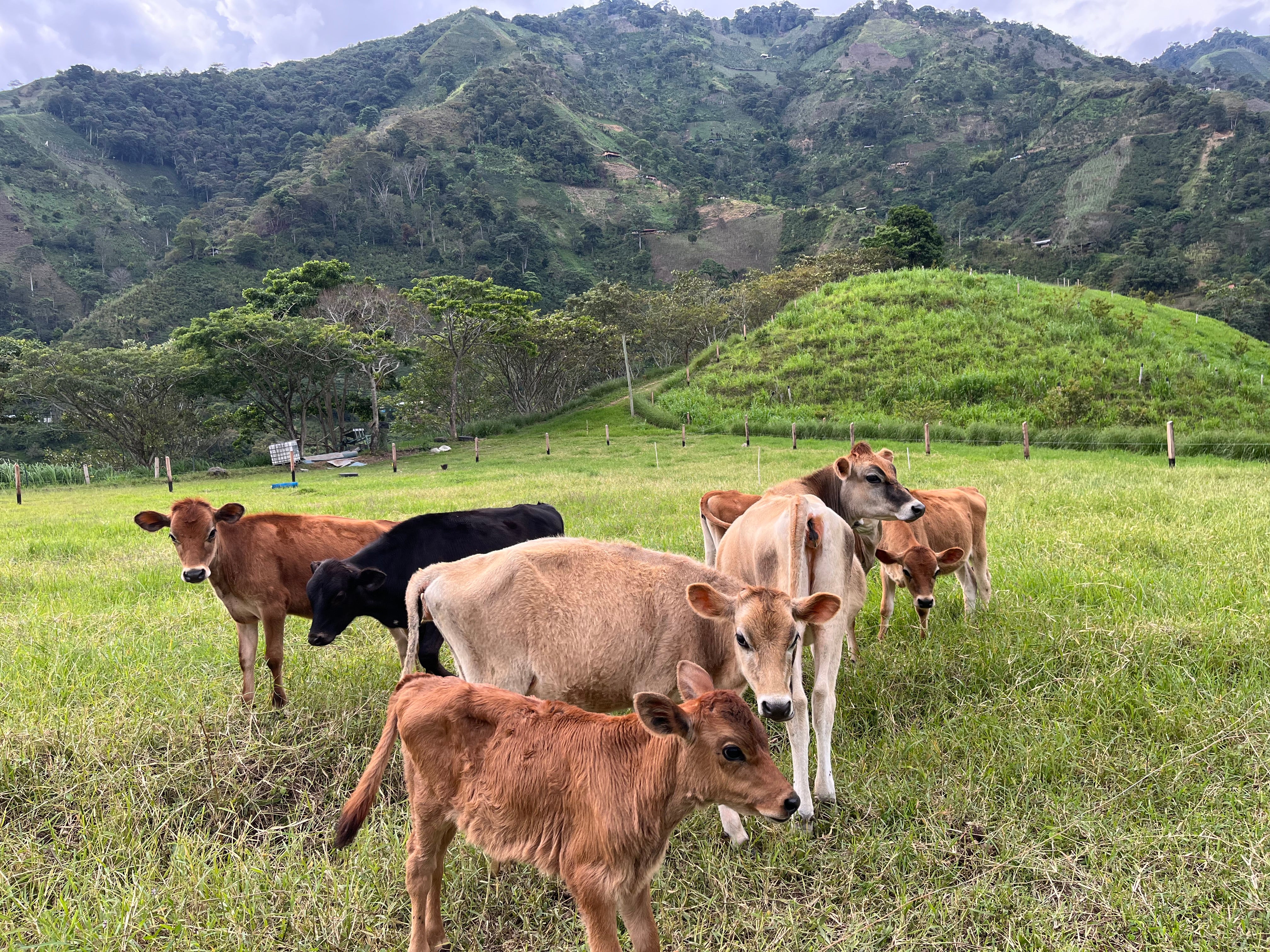 image of Josue's cows