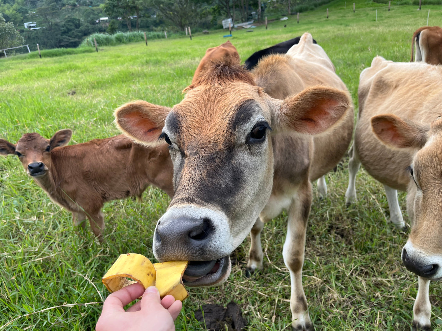 image of the Enciso's cows at Black Condor.