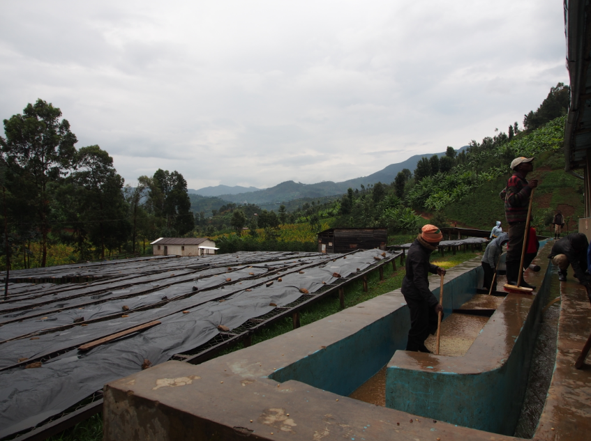 Image of people washing coffee at Kanzu Washing Station