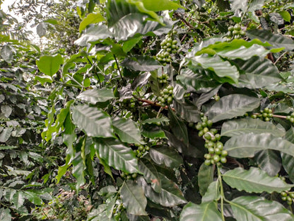 image of green coffee cherries maturing at El Limon