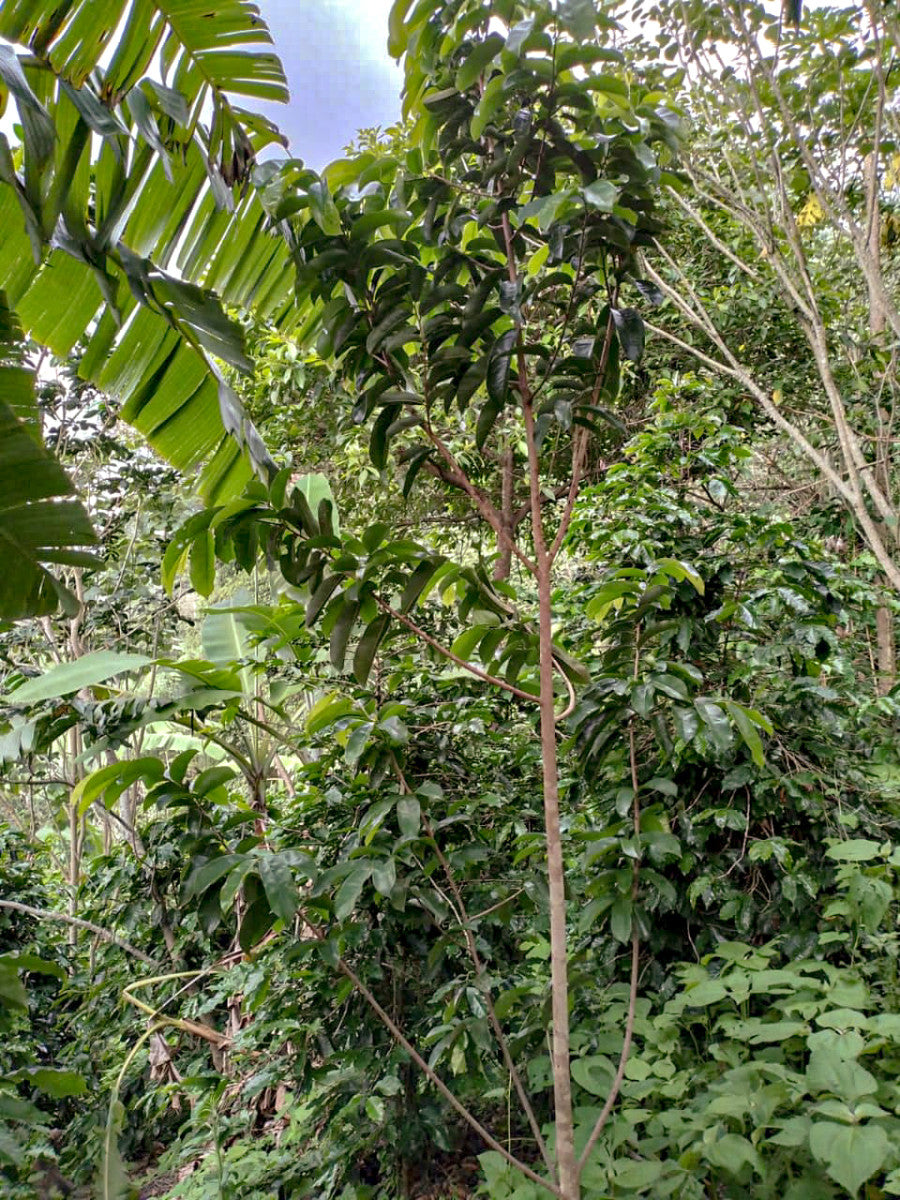 image of coffee trees under shade at El Limon