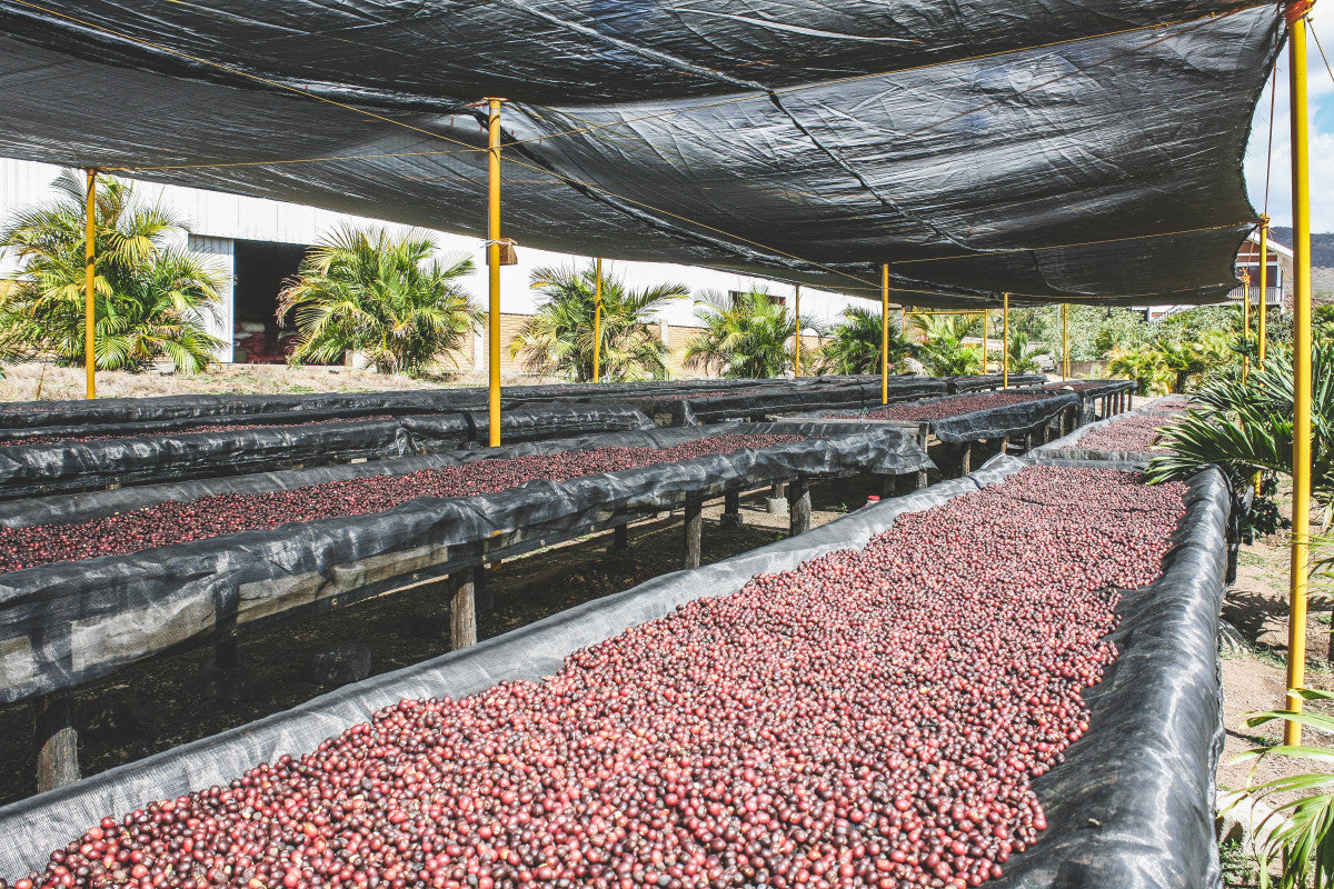 image of naturals drying at Luis Alberto's farm