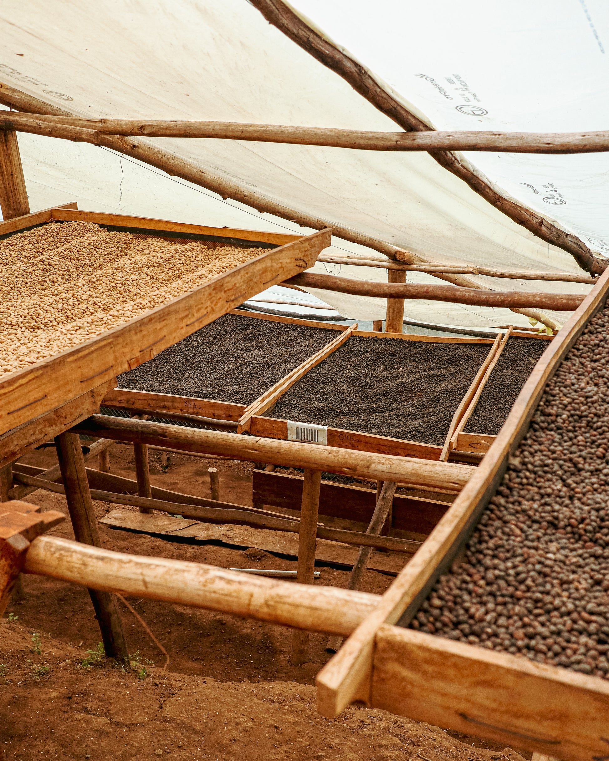 image of coffees drying at Mabono
