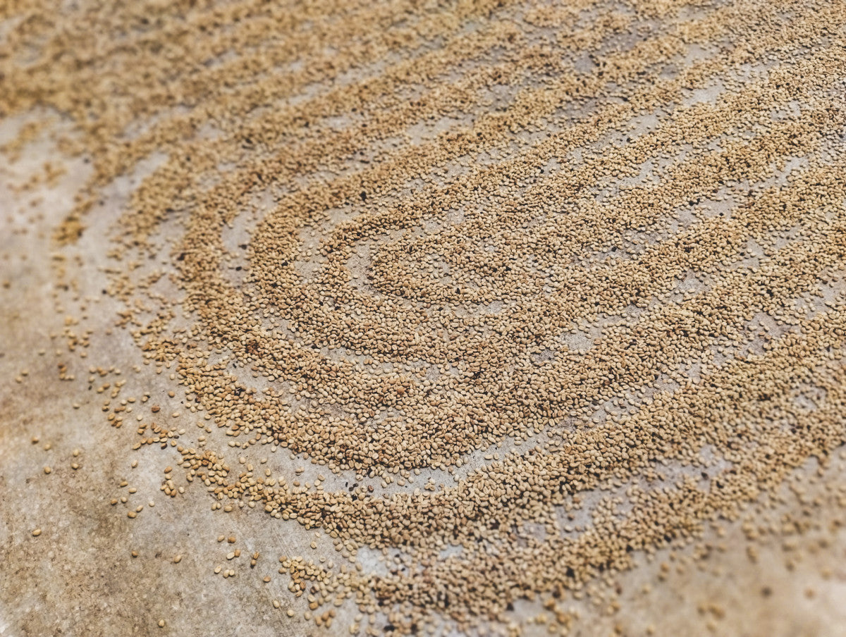 image of the parchment drying