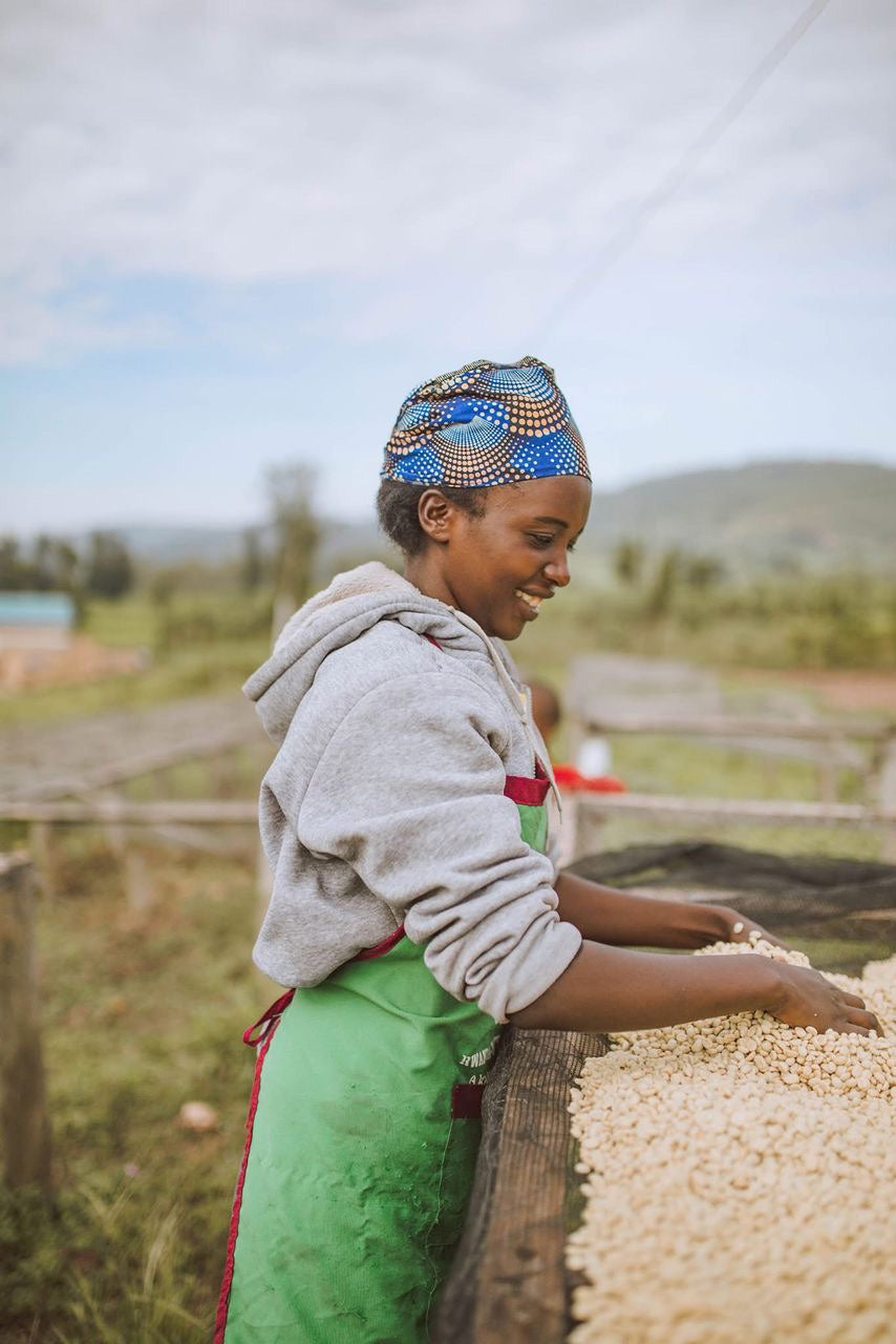 image of coffee farmer with washed coffees drying