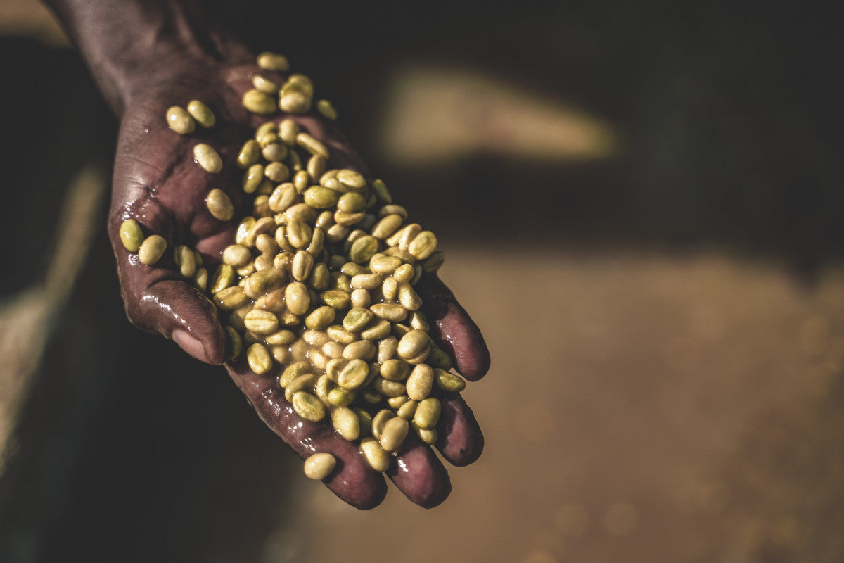 image of the wet parchment