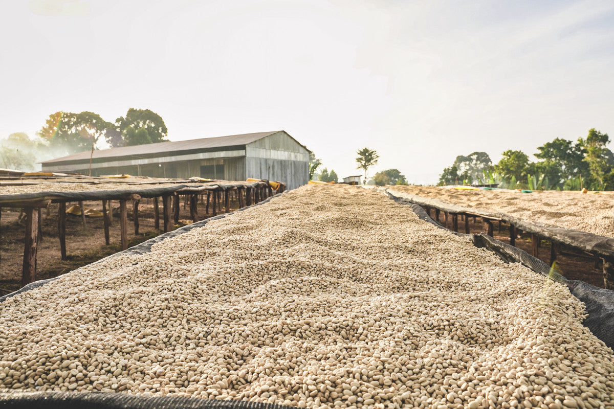 image of the raised beds