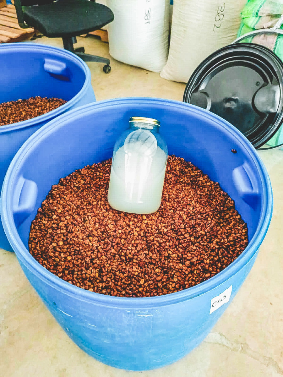 image of coffee fermentation barrel with the Solsticio juice