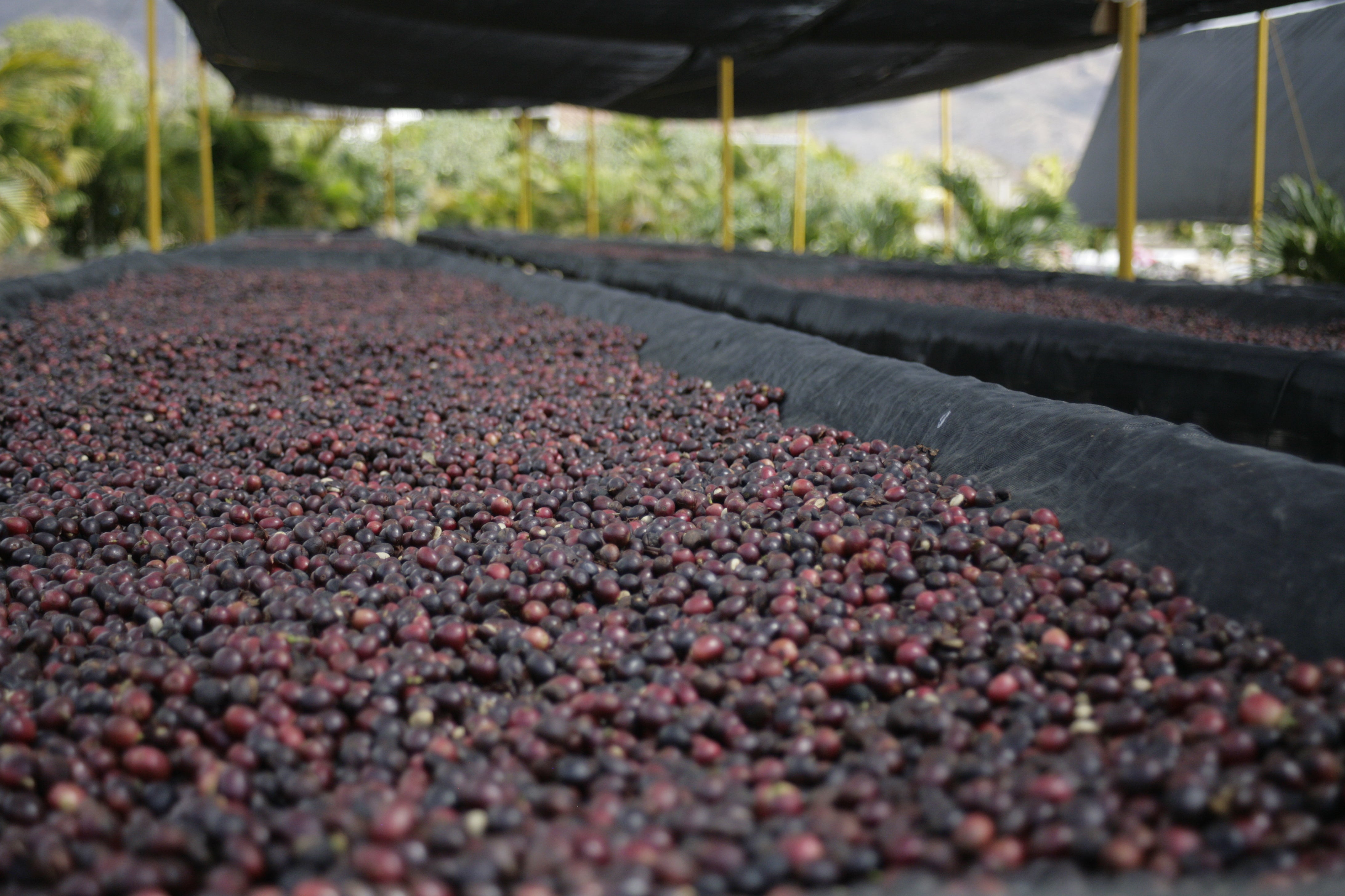 image of naturals drying at the farm