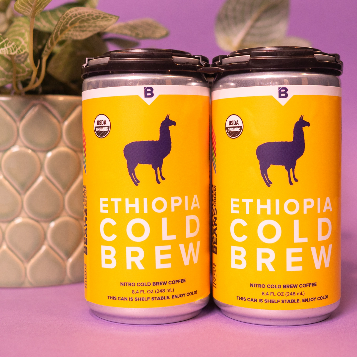 Image of yellow Ethiopia cold brew 4 pack with purple background and green plant