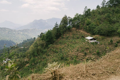 image of Guatemala coffee hills