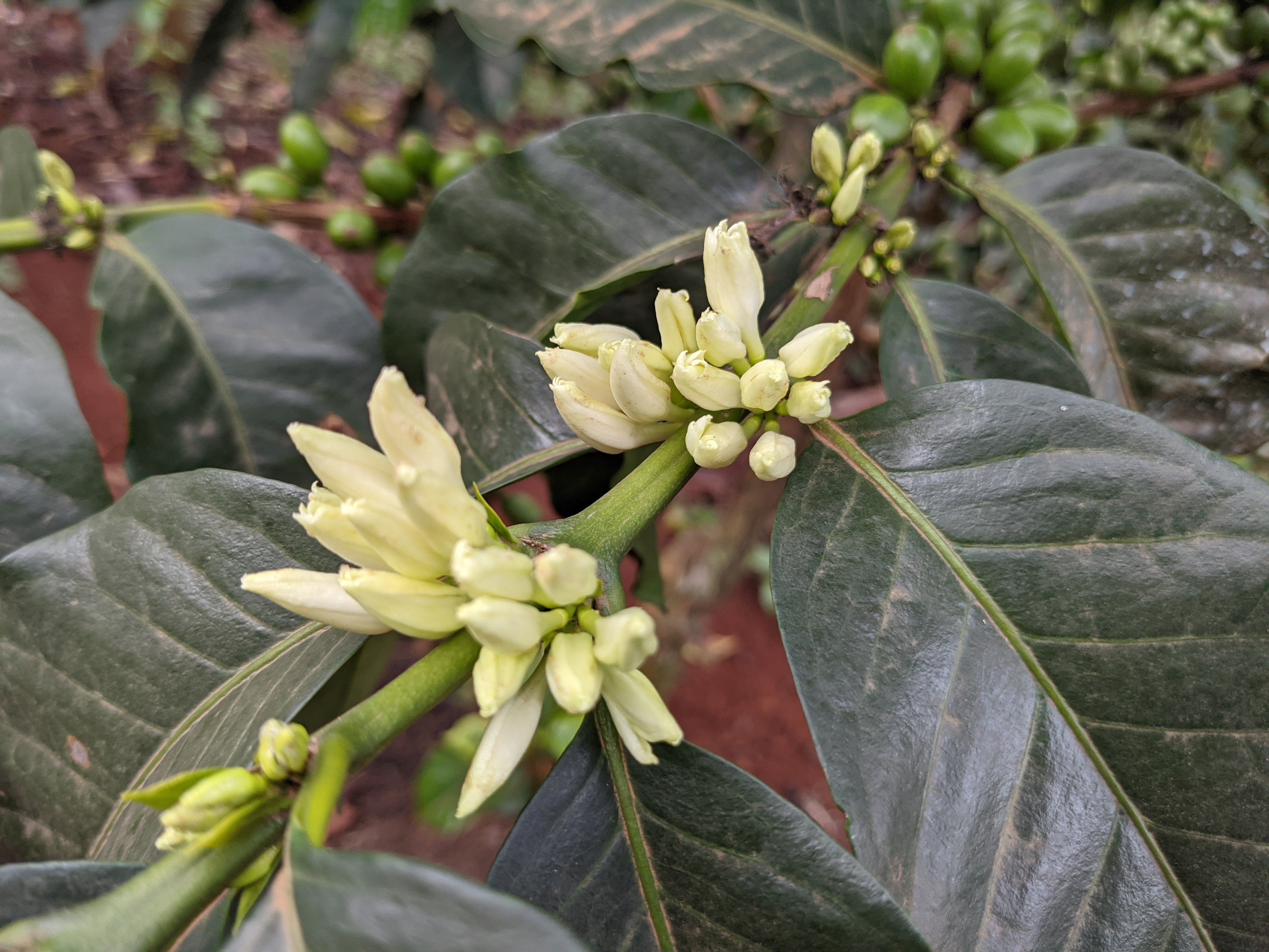 Image of Kenya coffee blossoms at Karatu