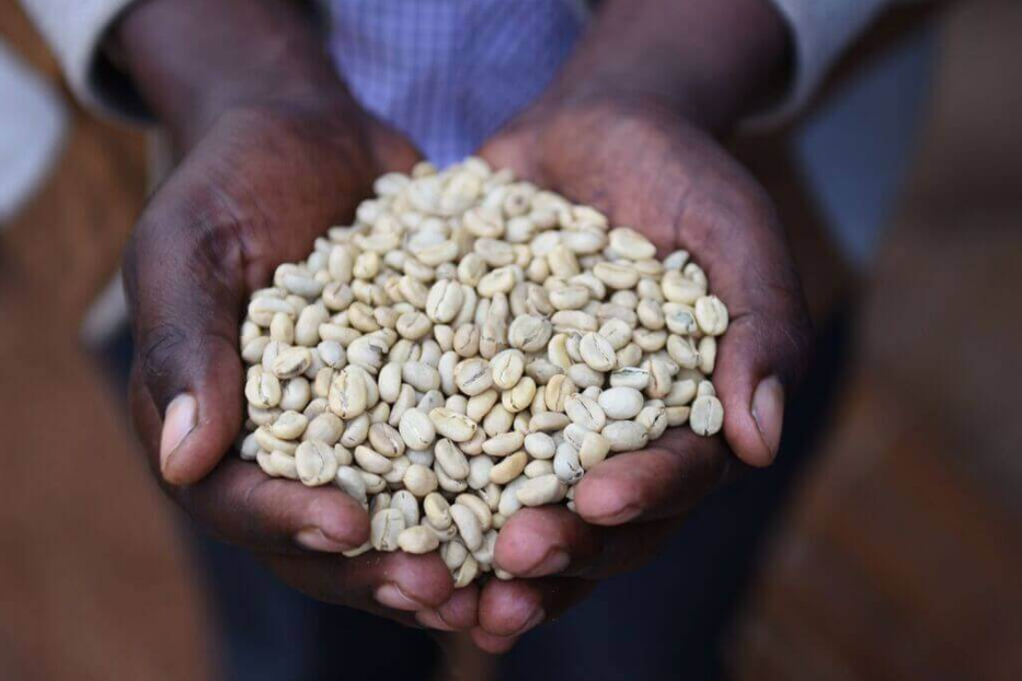 image of parchment in a farmers hands