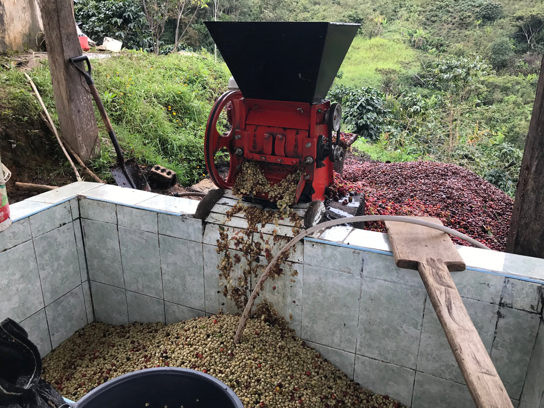 Image of honey processed coffee on farm.
