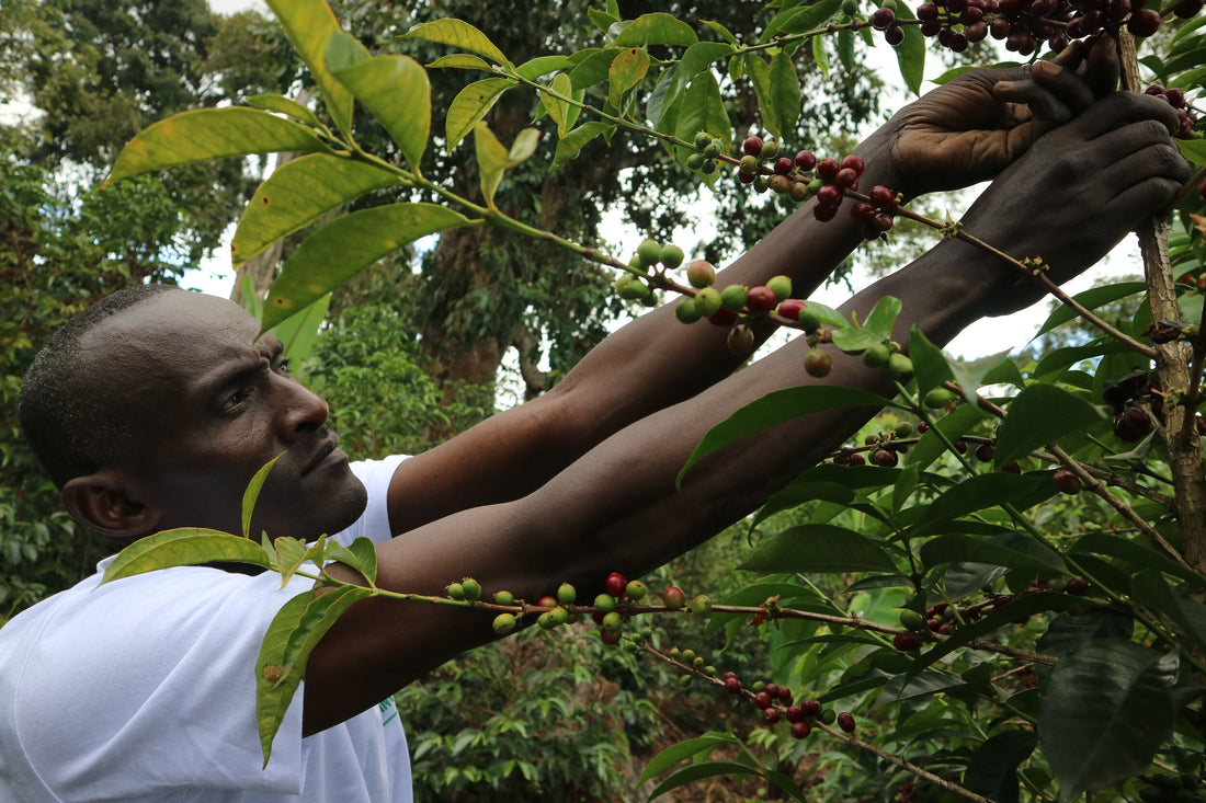 Image of Coffee farmer in Guji, Ethiopia. Photo courtesy of Osito importers. 