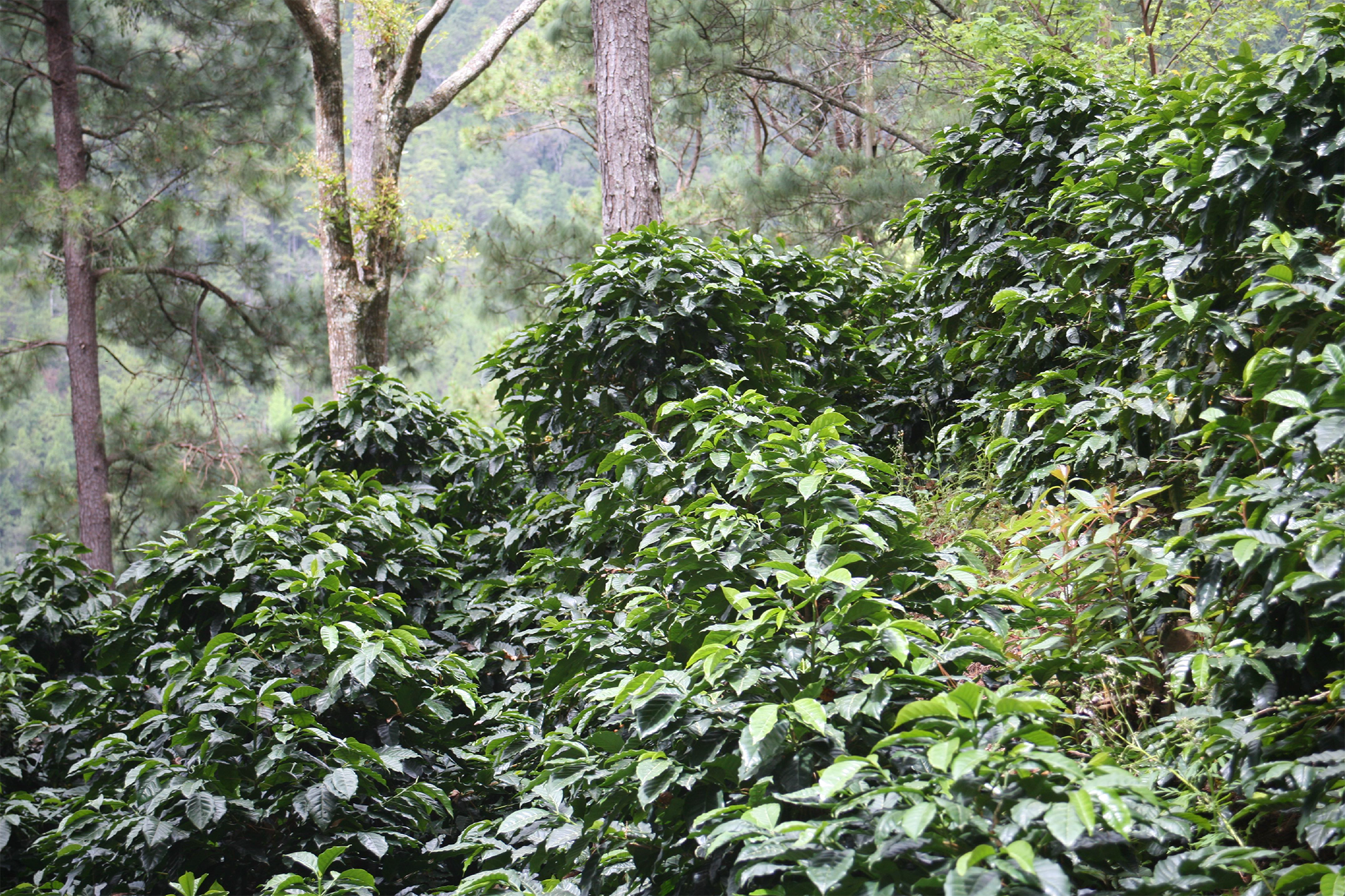 What Terroir Really Means in Coffee: Reflections on Jem Challender’s Terroir