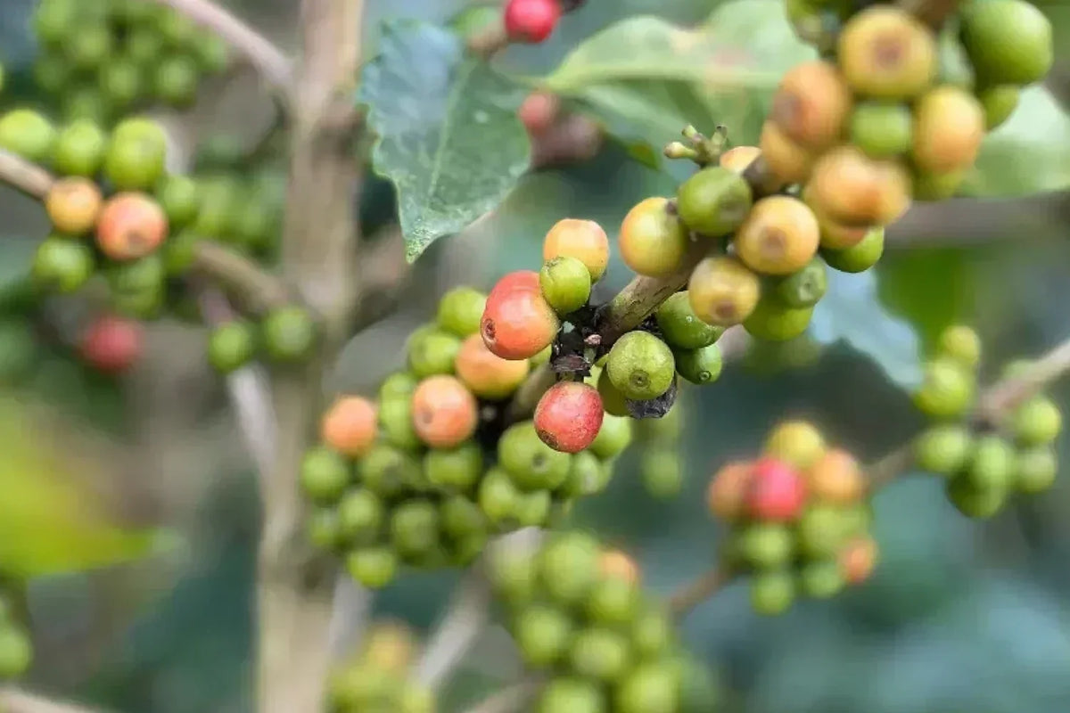 Image of coffee cherries on plant