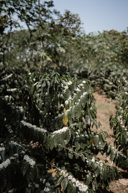 Image of coffee plant