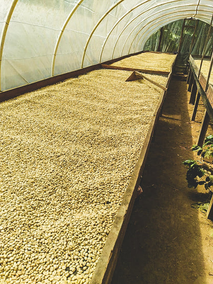 image of washed process coffee