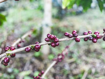 image of cherries at the farm