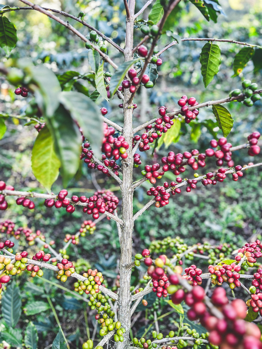 image of cherries on a tree at the farm