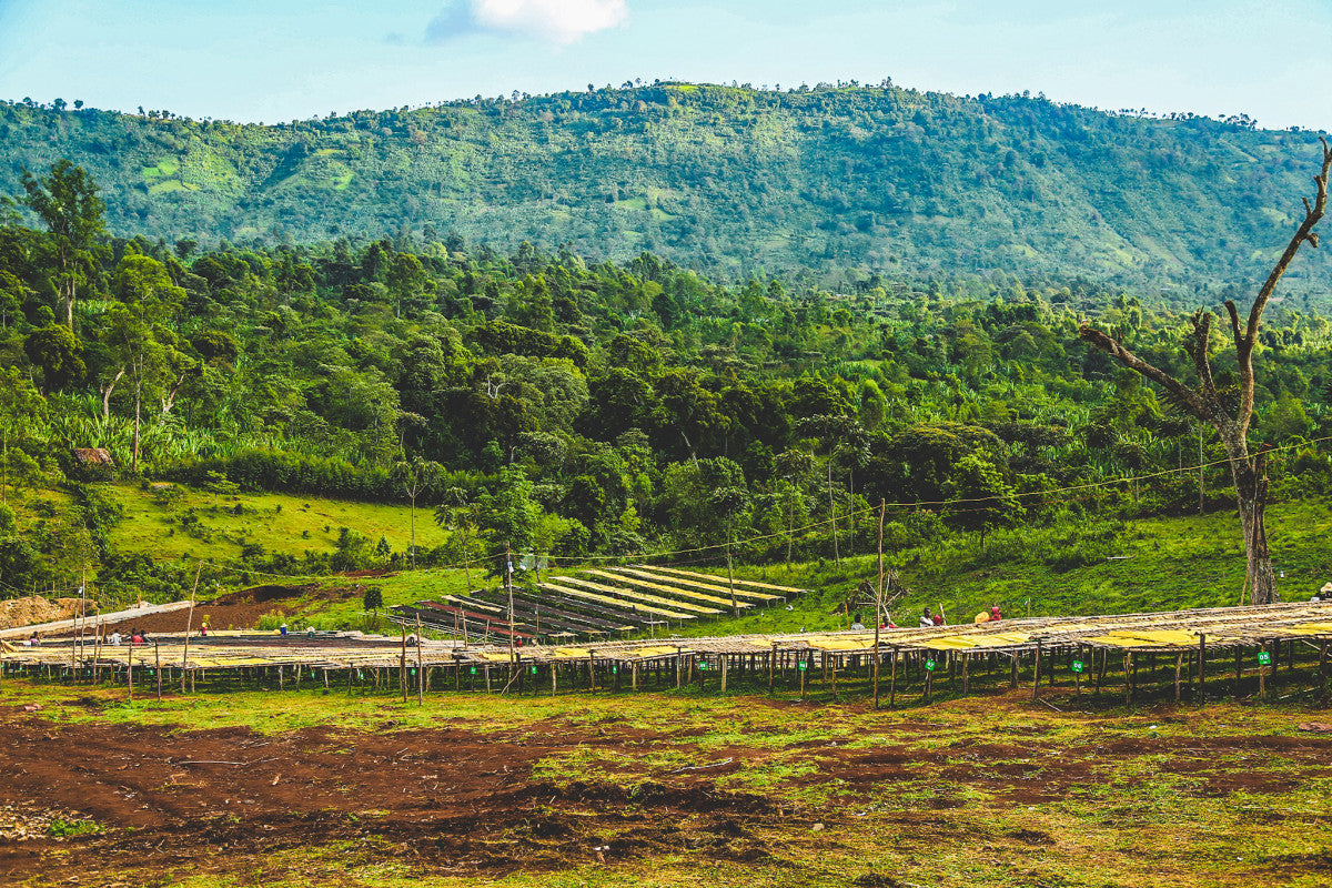 Lush green landscape with hills and a clear blue sky