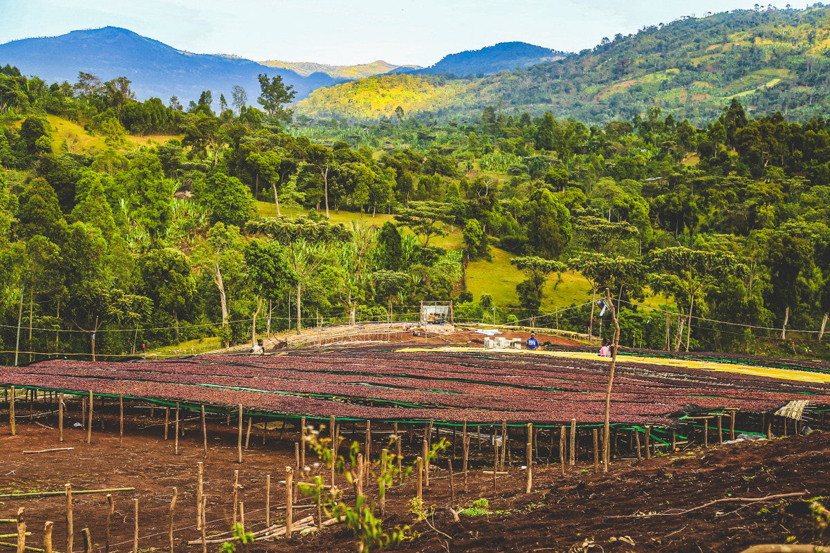 Agricultural field with drying racks in a lush green landscape with mountains.