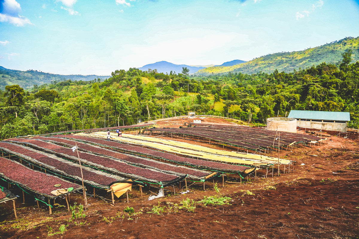 image of Buncho drying beds