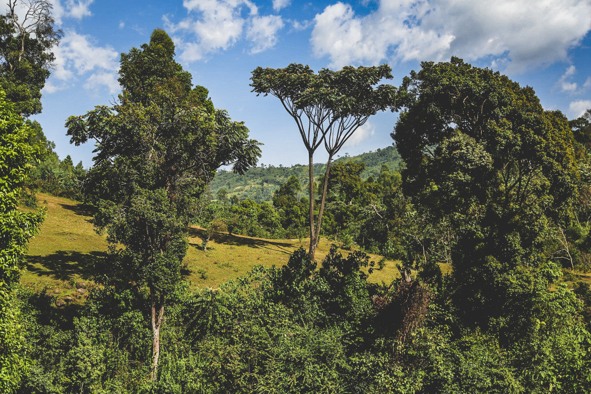 Lush green forest with trees and clear blue sky