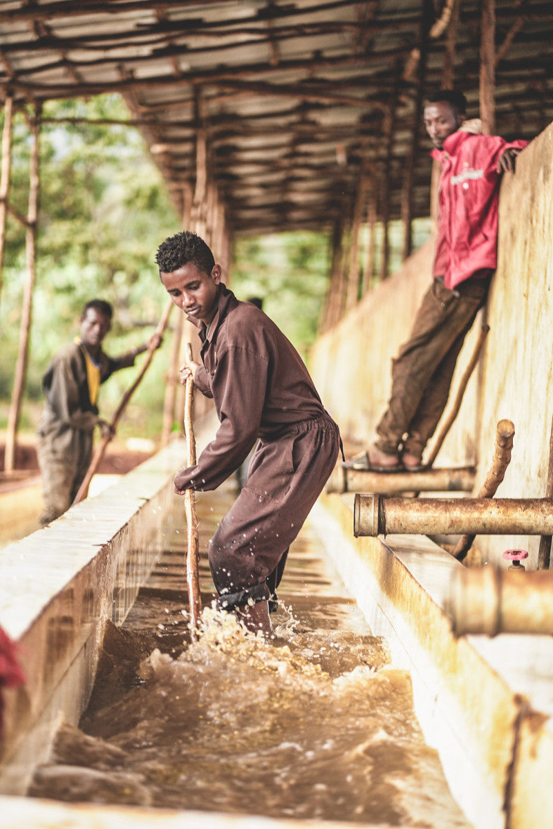Image of man washing coffee at Chelbesa station