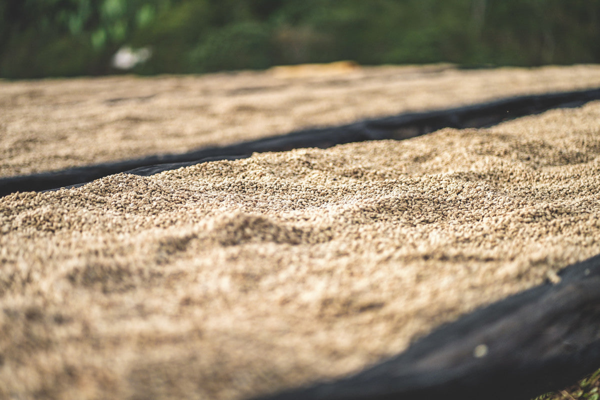 Image of washed coffee drying at Chelbesa station