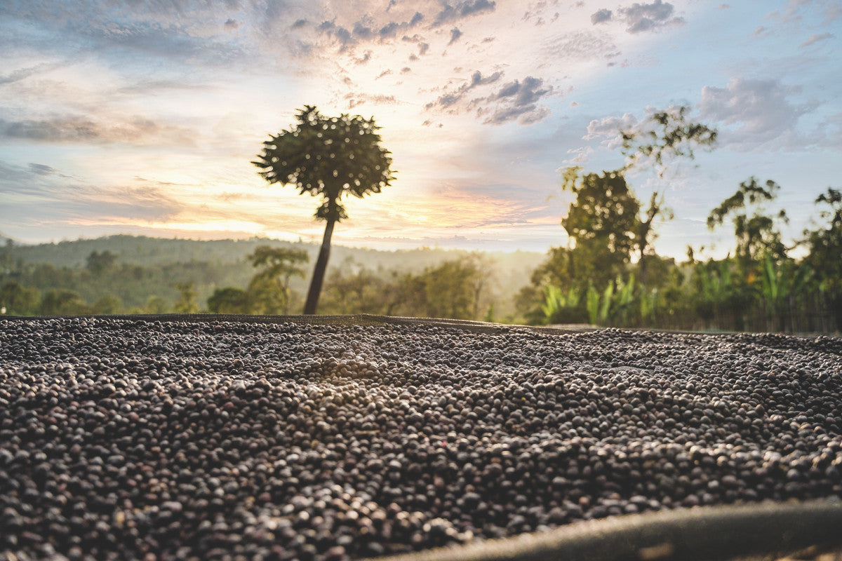 image of Chelbesa coffee cherries drying on raised beds