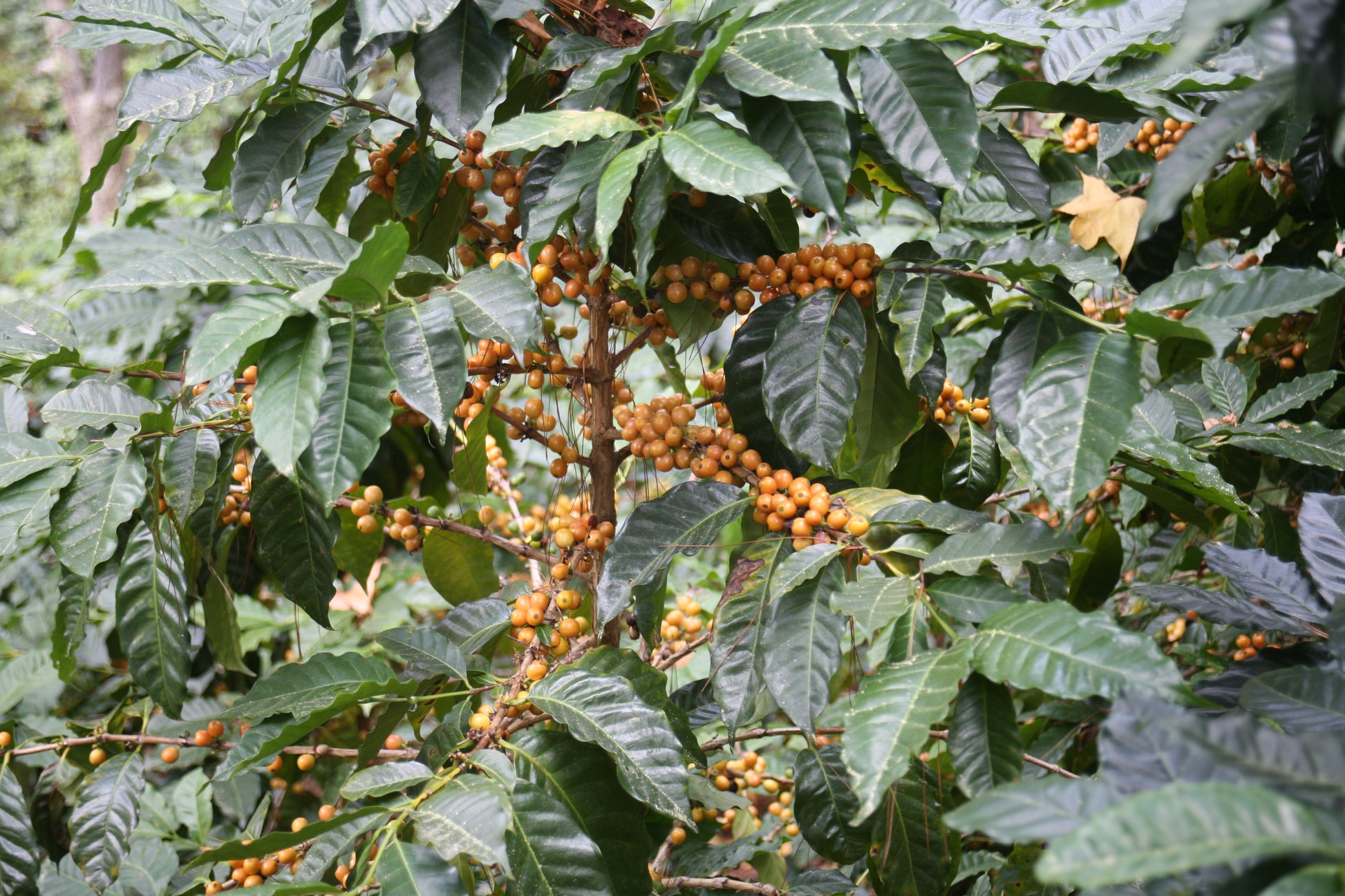 image of yellow catuai coffee cherries
