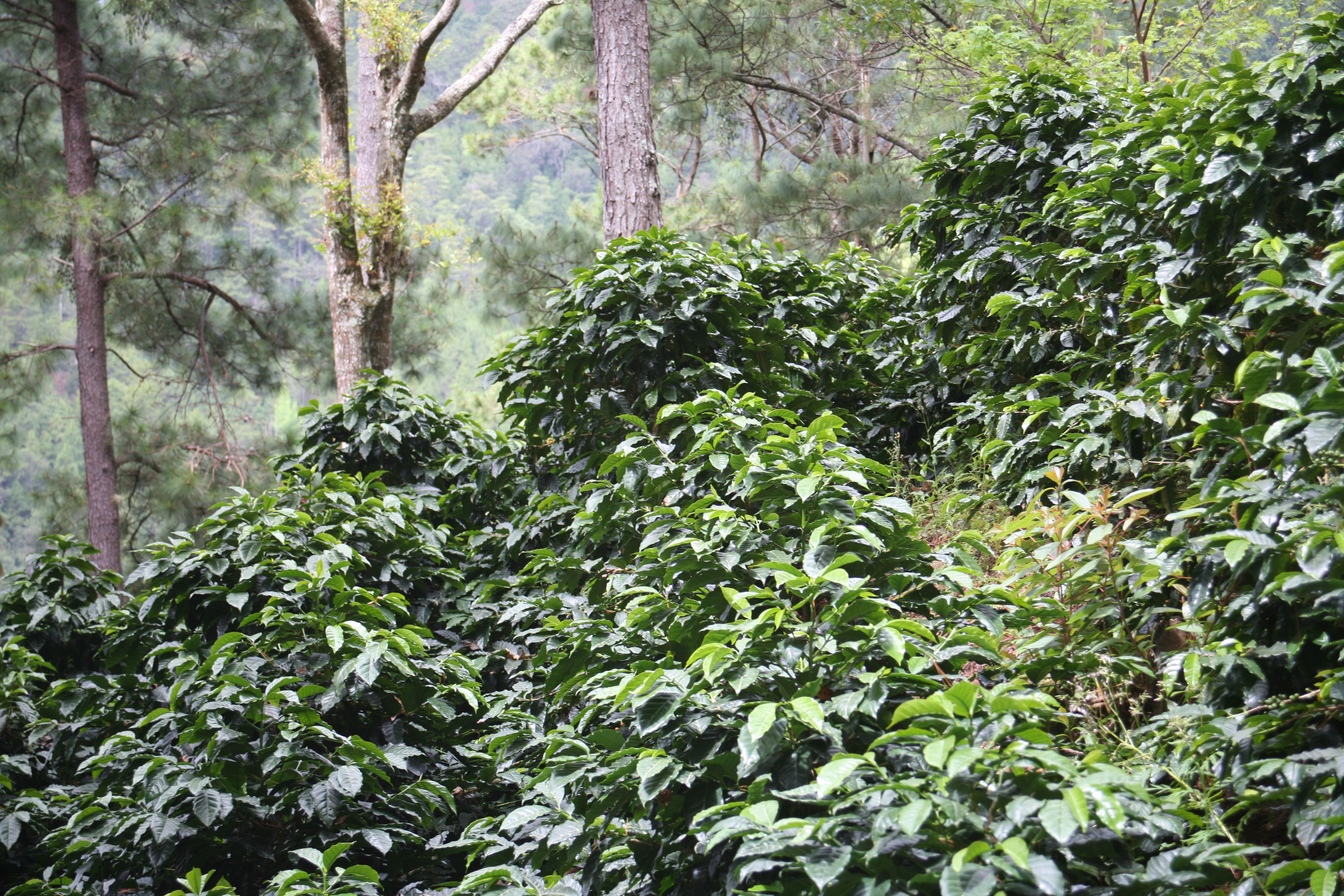 image of coffee trees on the farm
