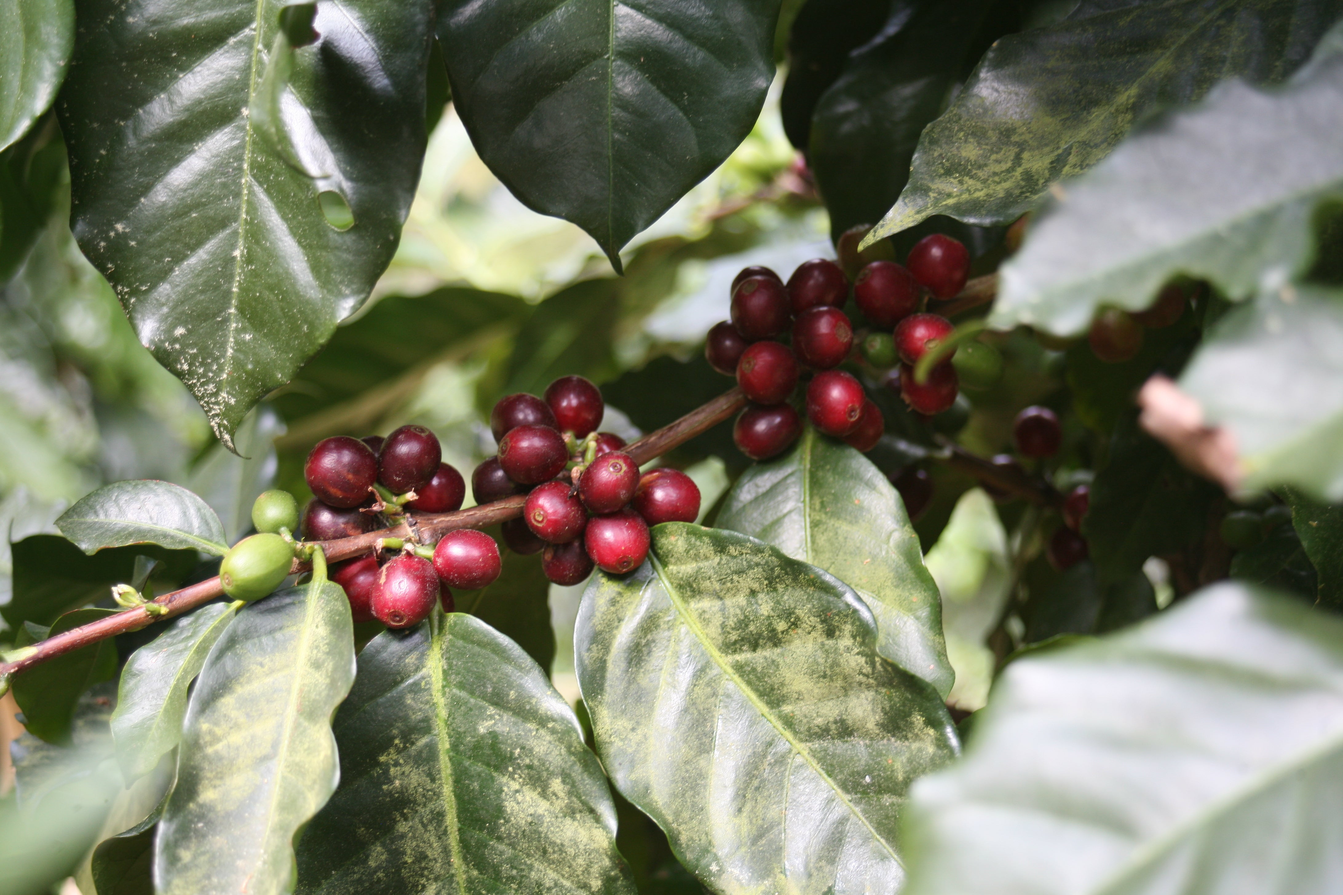 image of red coffee cherries ripening
