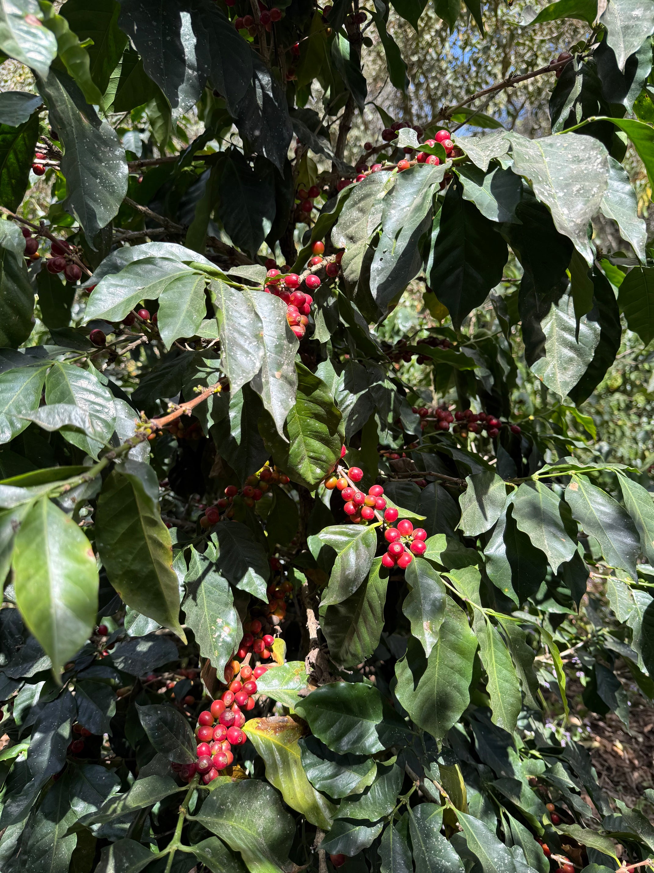 Image of coffee plant growing cherries in Guatemala